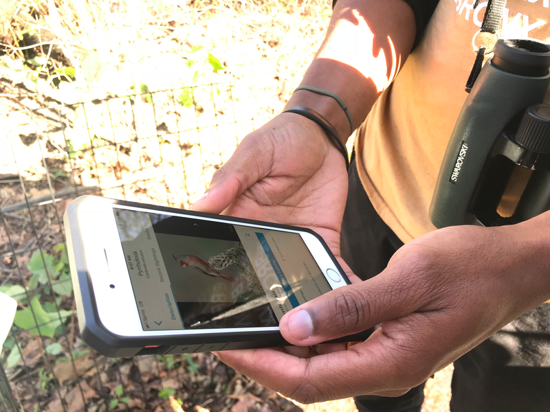 Jeffrey Ward uses the app to explain the difference between Cardinal species